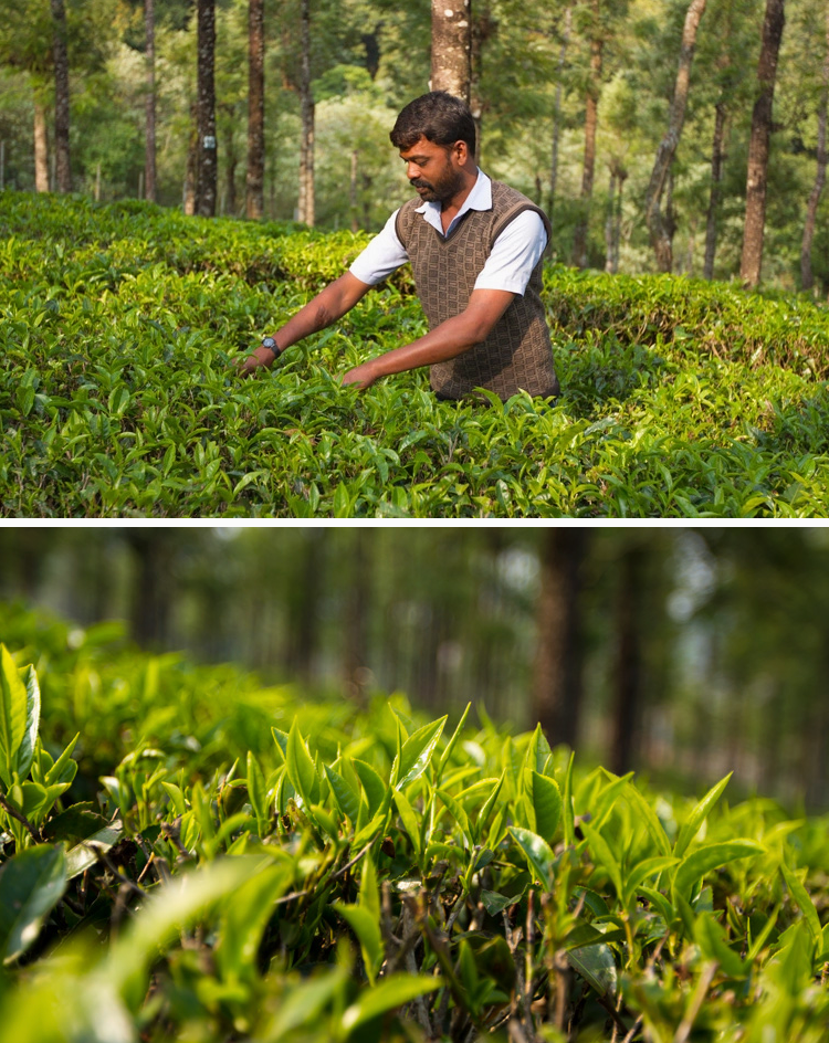 Neelamalai Winter Black Loose Leaf Tea