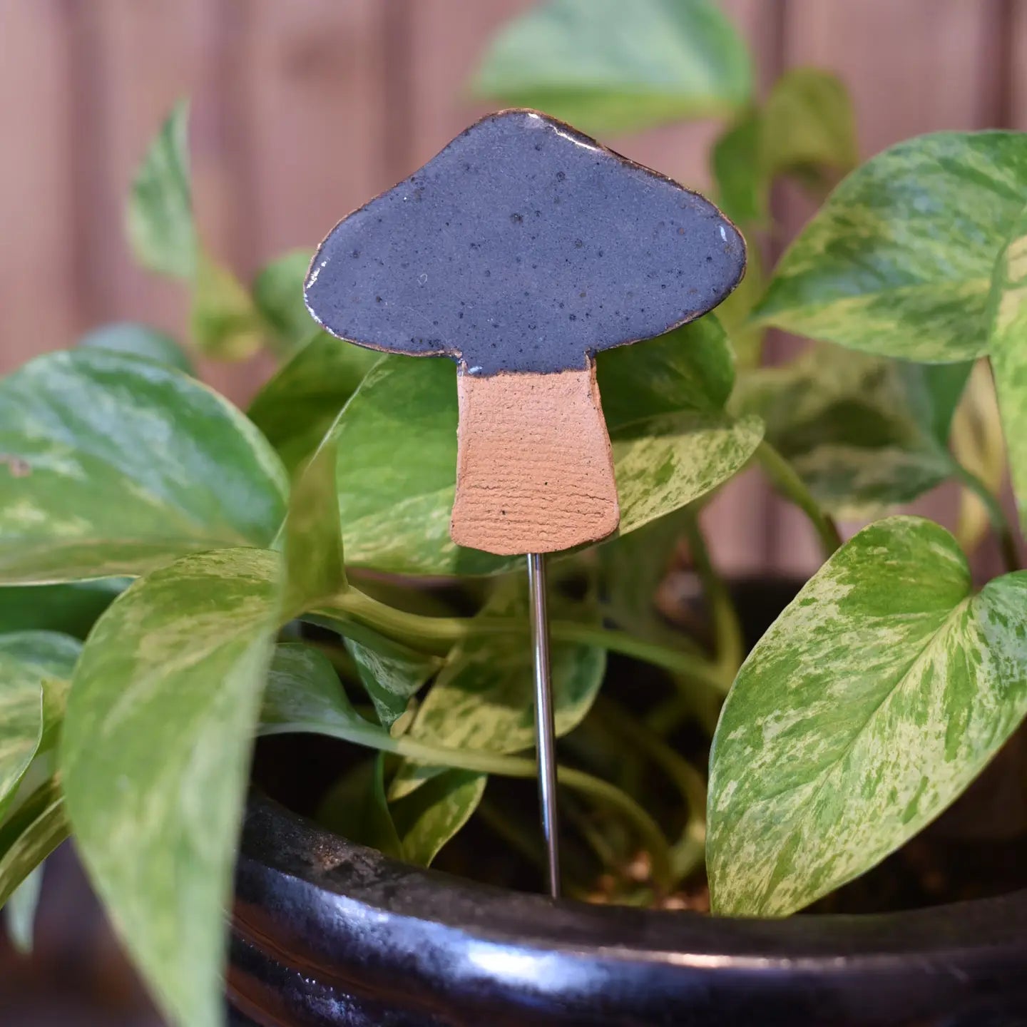 Plant Buddies - Mushroom